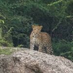Jawai leopard safari booking